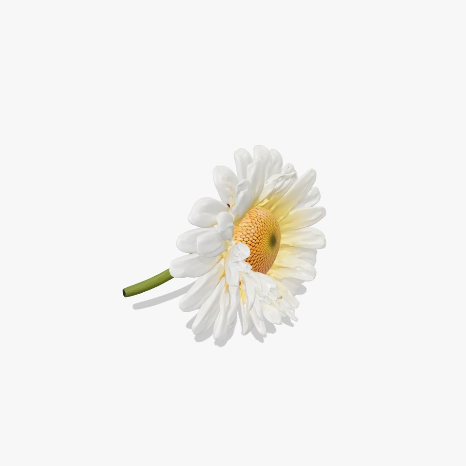 Leucanthemum Vulgare Realistic Flower Model Pack
